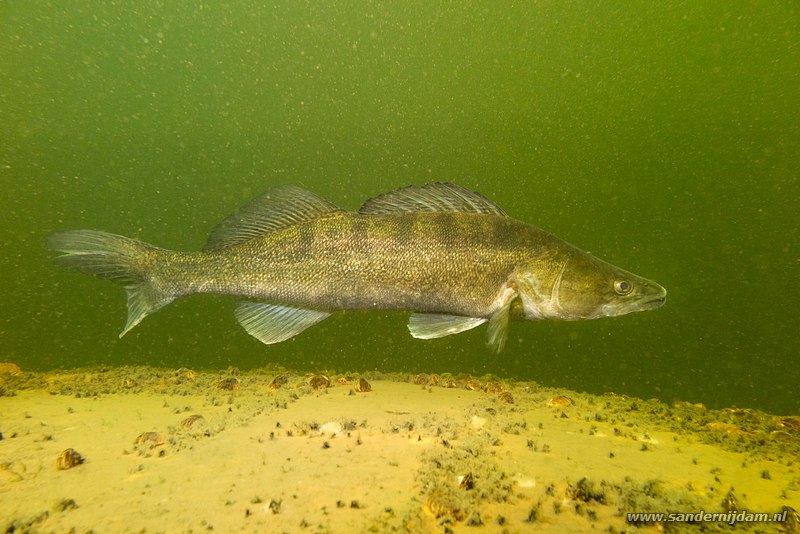 Snoekbaars (Zander), Stizostedion lucioperca, De Lithse Ham, 5-5-2014